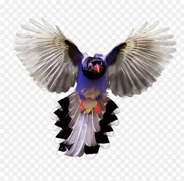 紫色凤尾鸟