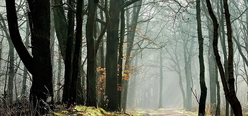 秋天树林背景