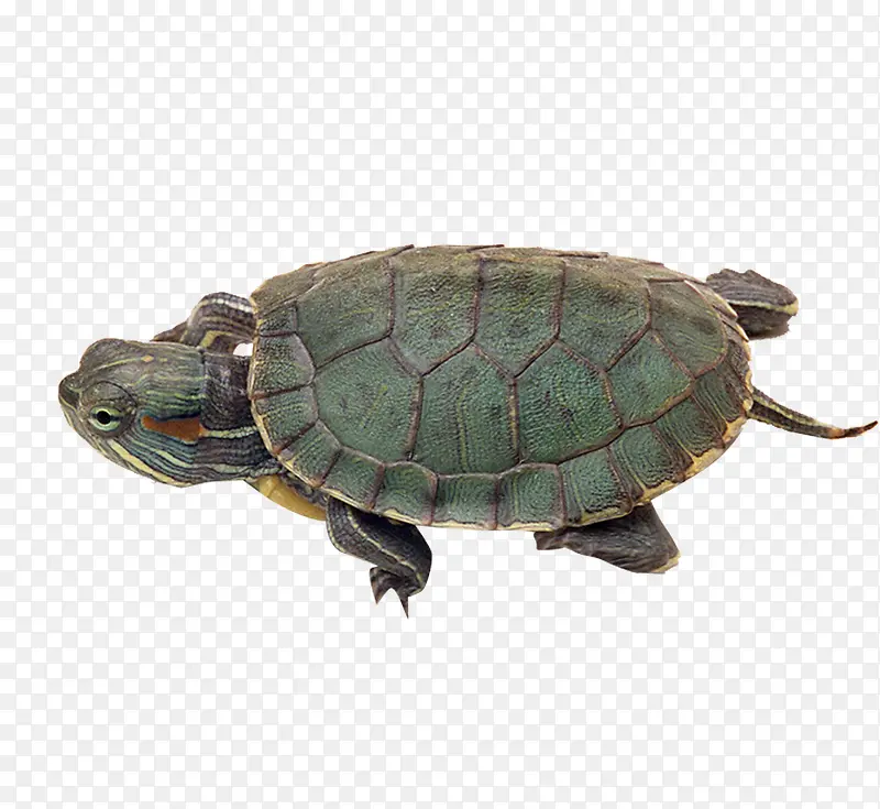 绿色海龟