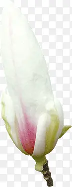 木兰花花苞
