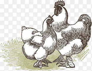 母鸡的图案—矢量素材