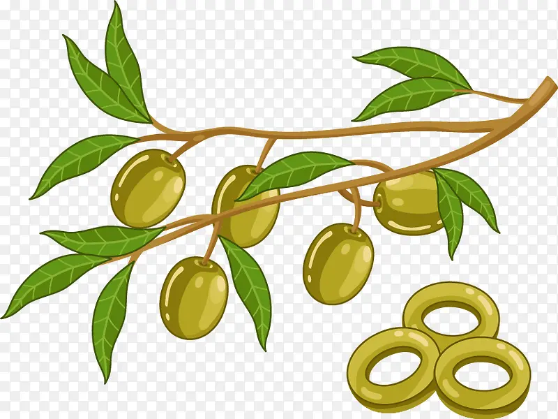 卡通矢量植物橄榄橄榄油