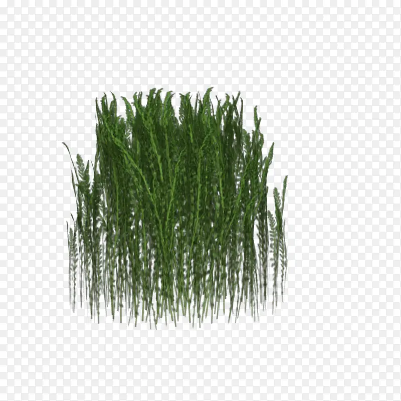细长草