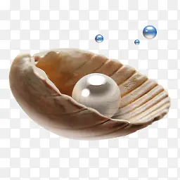 珍珠蓝色珍珠贝壳里面的珍珠