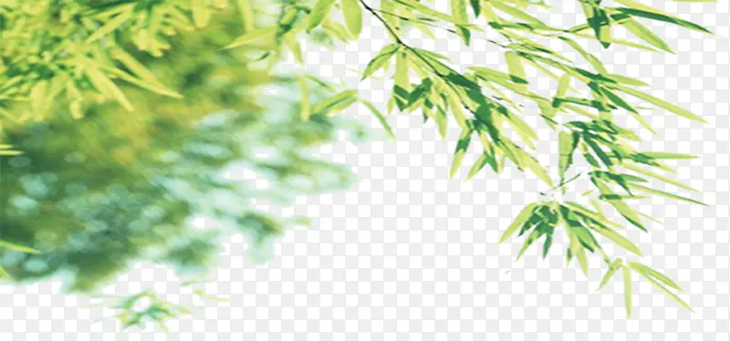 绿色环保促销装饰植物