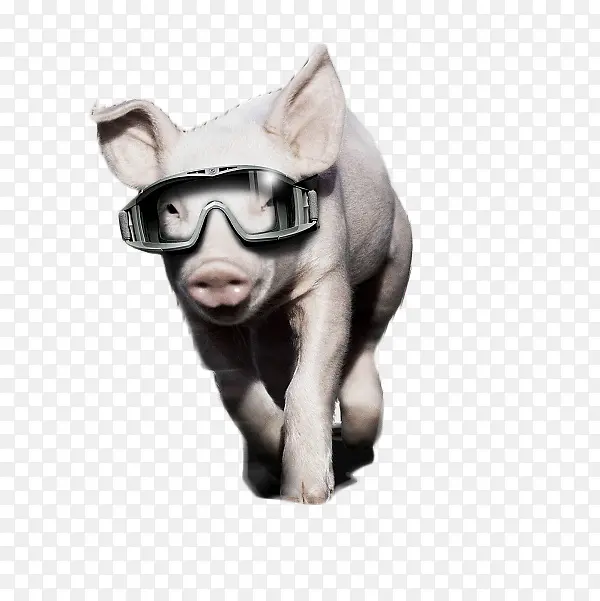 戴眼镜的猪素材图片