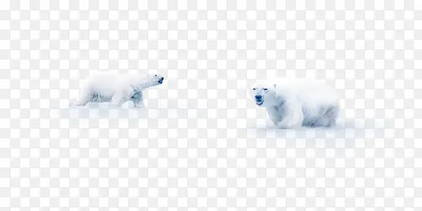 冬日故事展板北极熊