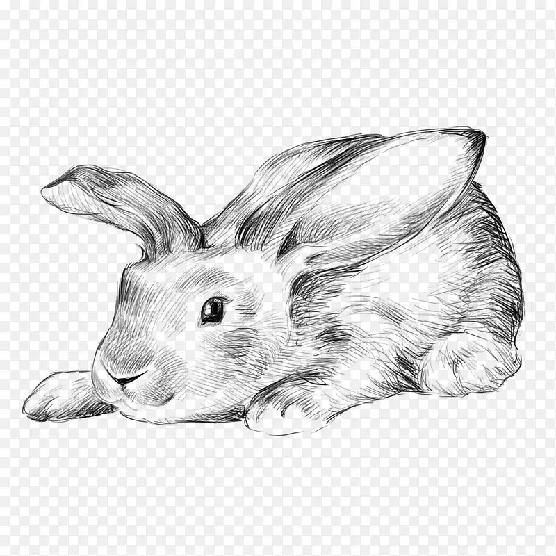 大耳朵兔兔