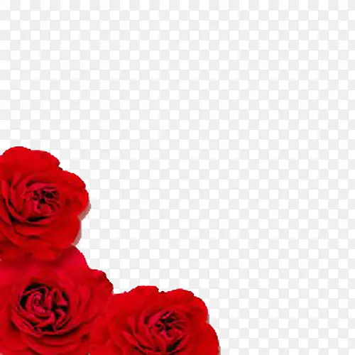 三朵红玫瑰边框