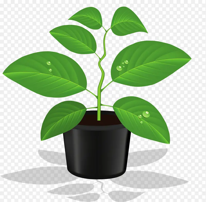 绿色植物