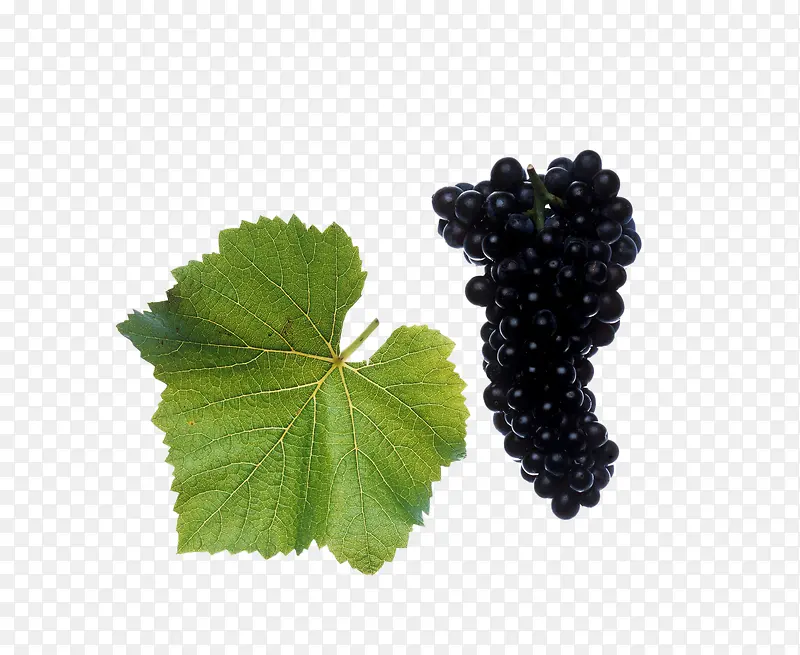 黑色水果叶子葡萄