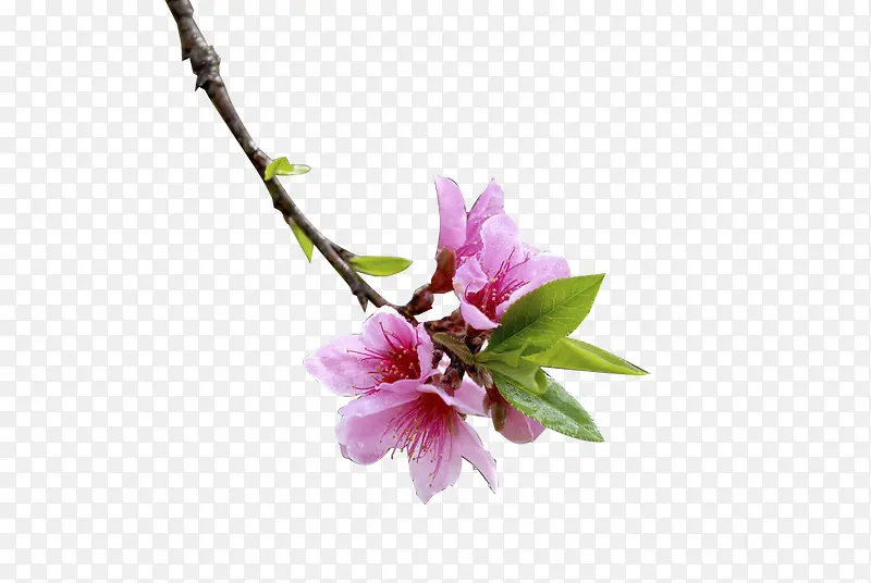 桃花