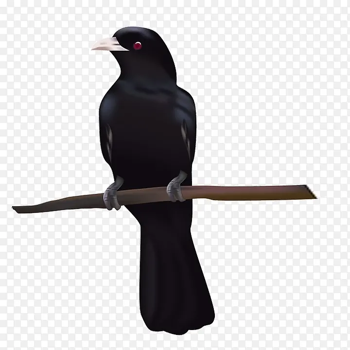 动物黑鸟