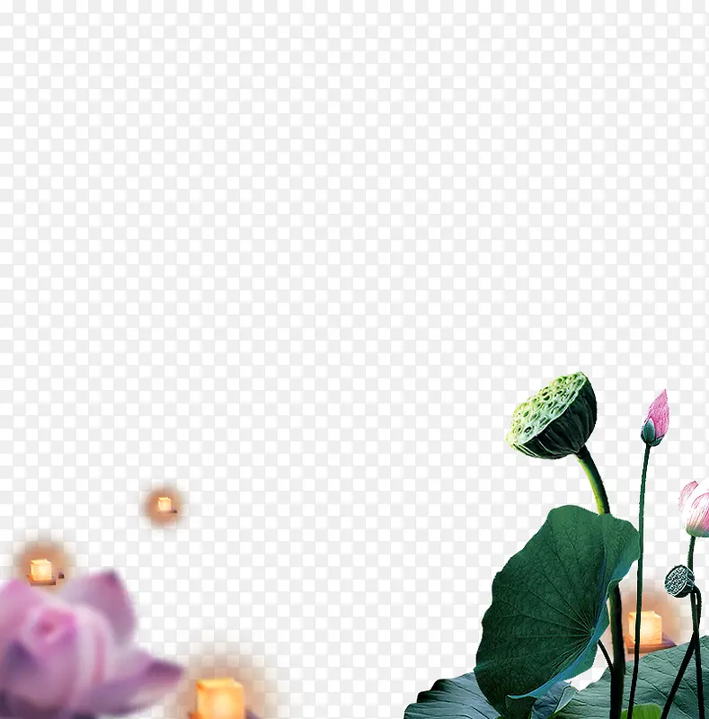 荷花