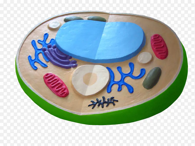 叶绿体细胞模型