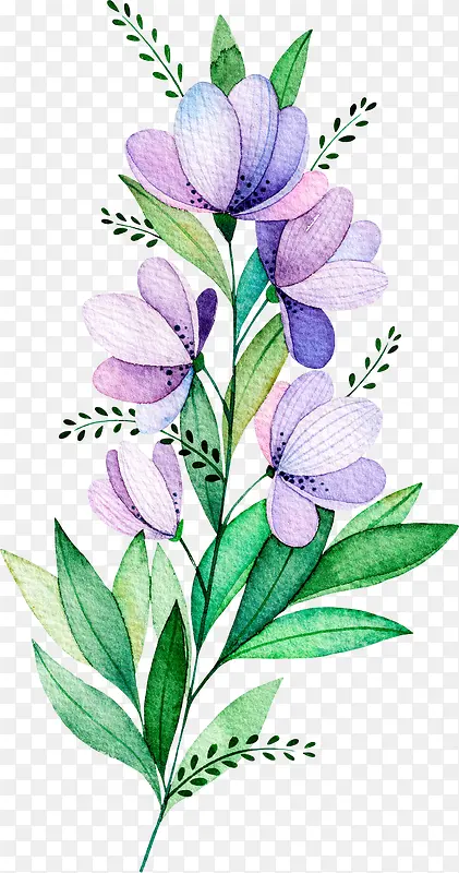 水彩紫色植物花卉