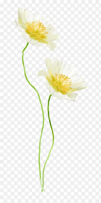 高清白花