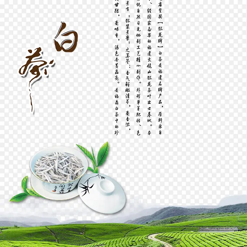 绿色清新福鼎白茶素材