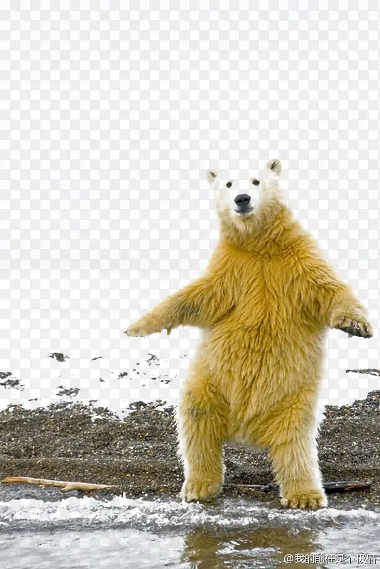 动物北极熊