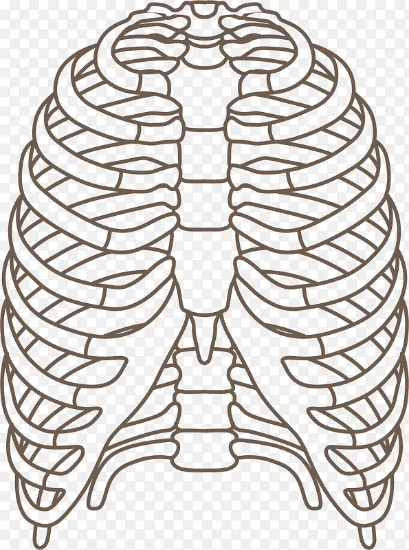 肋骨器官线条手绘图