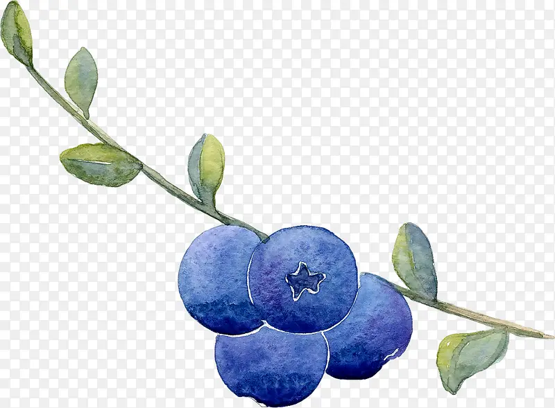 手绘蓝莓插画