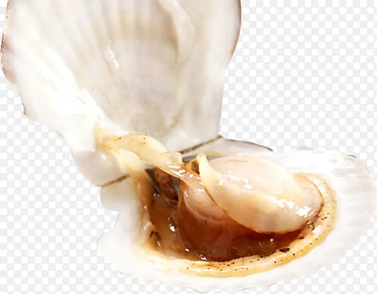 贝壳珍珠高清海洋生物
