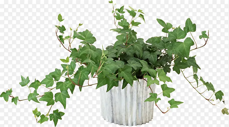 一盆植物