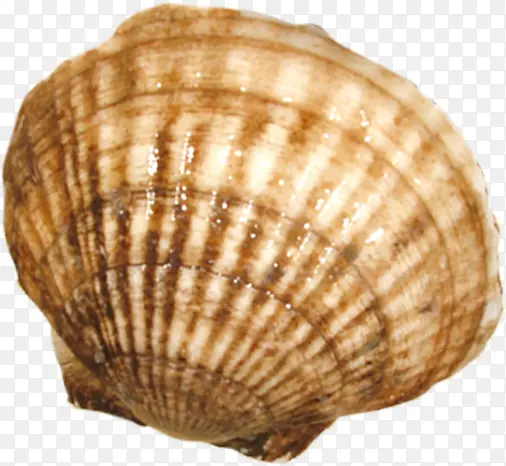 海洋贝壳高清生物
