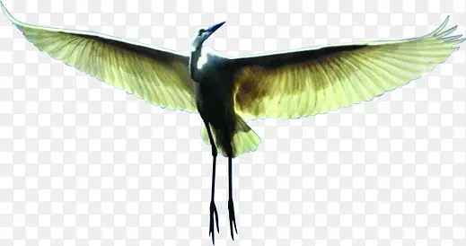 创意合成动物展翅高飞的大雁
