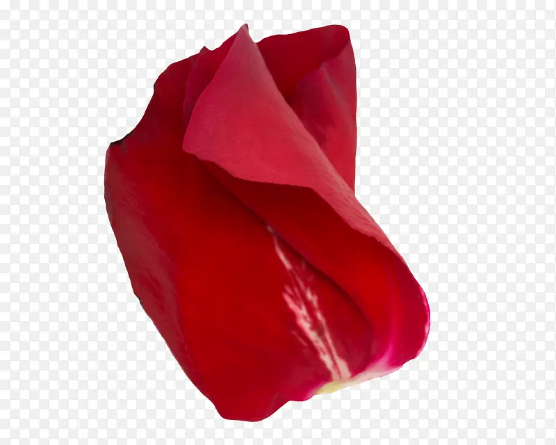 重叠美之玫瑰花瓣