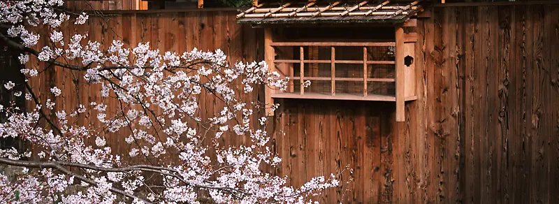 日式建筑樱花
