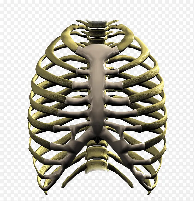 金属质感胸骨图