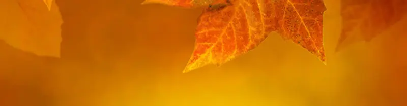 金黄的秋天枫叶