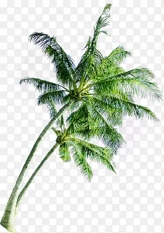 夏季椰树美景美景