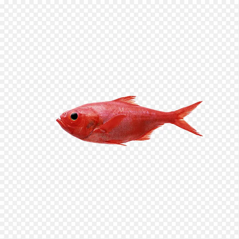 红色鲜海鱼