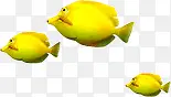 鱼 金鱼 热带鱼 黄色