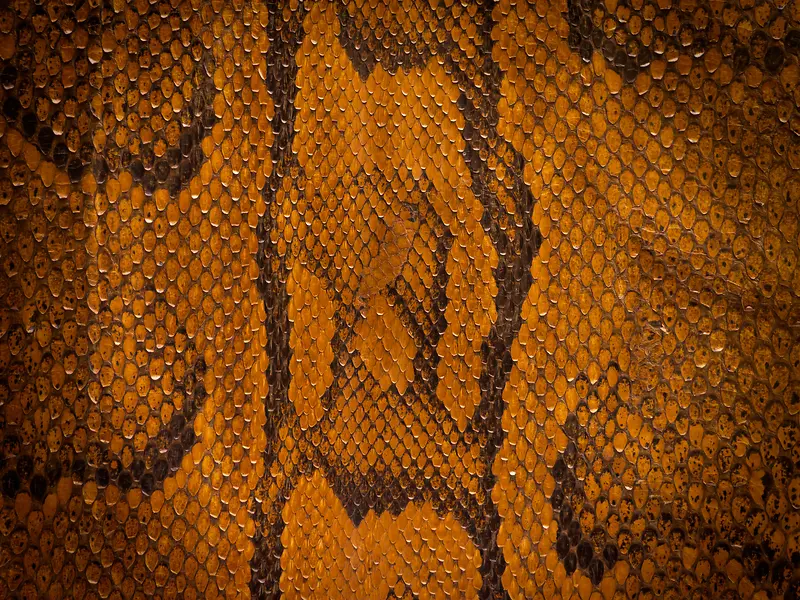 黄色花纹蛇皮背景