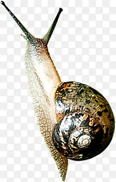 高清摄影慢慢爬行的蜗牛