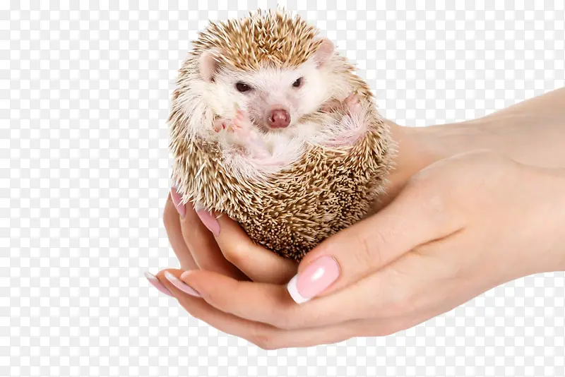 手捧小刺猬