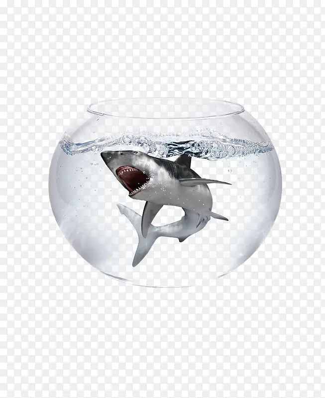 困在鱼缸里的鲨鱼