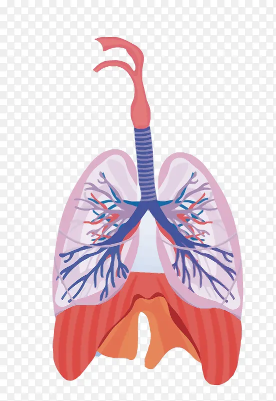 矢量肺部