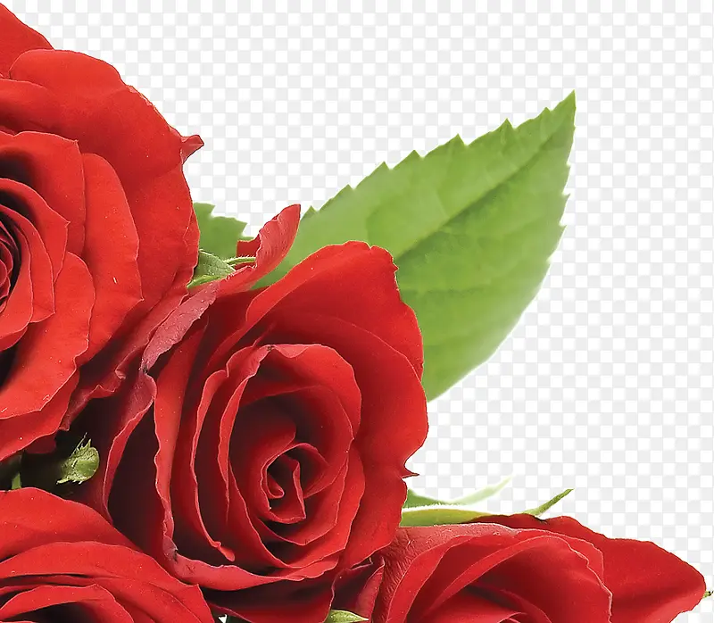 红色热情玫瑰装饰