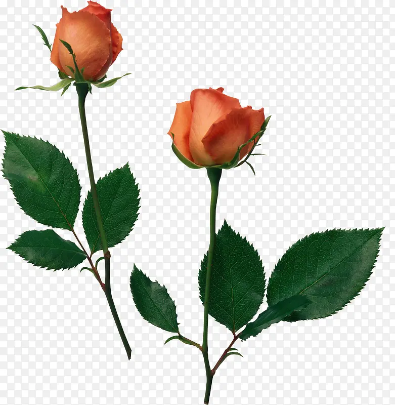 手绘花朵素材植物花卉素材 玫瑰