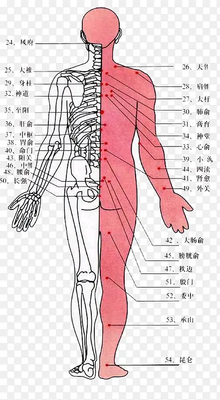人体背部经络PNG图片素材下载_图片编号9707055-PNG素材网
