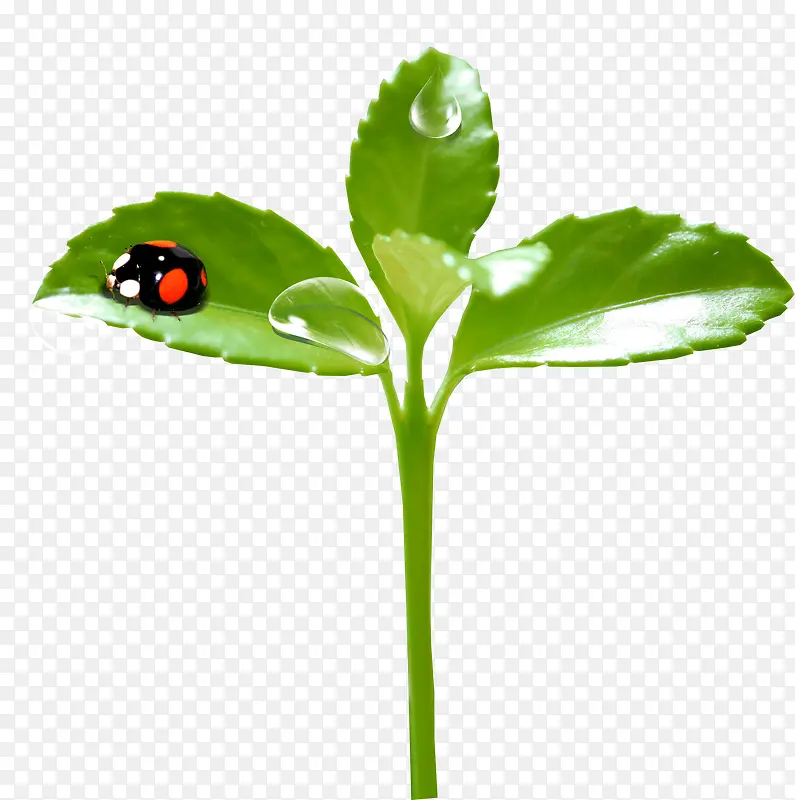 花草装饰图