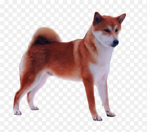 棕色的柴犬素材图片