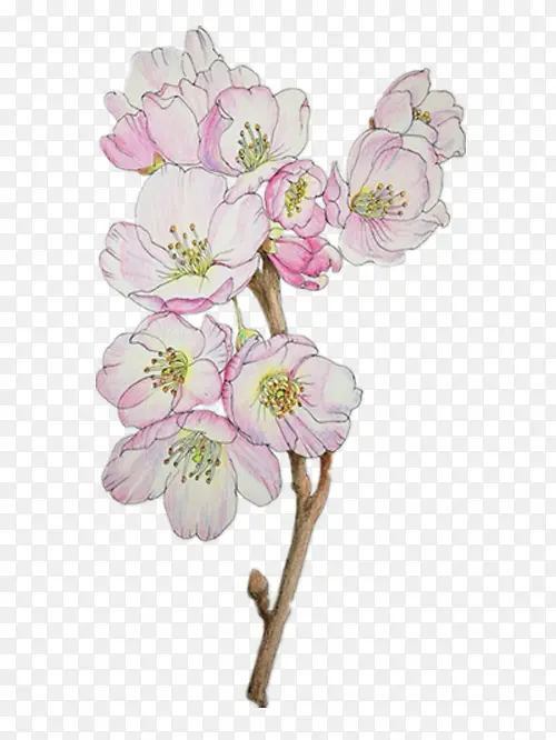 彩铅手绘的海棠花