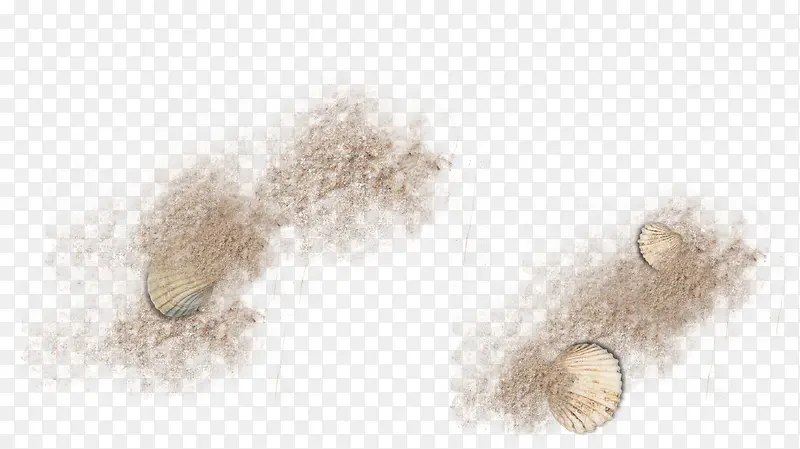 棕色沙子扇贝