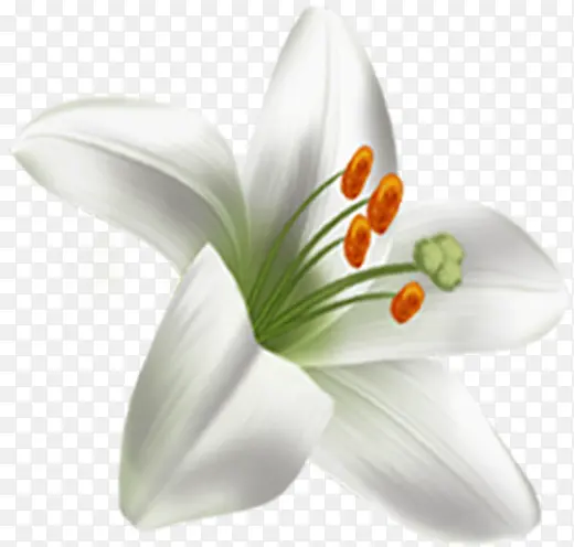 手绘清爽白色花朵植物