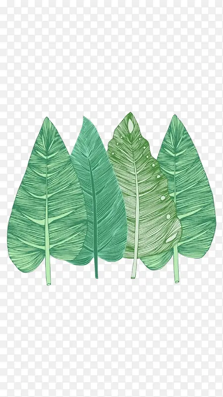 淡绿色插画叶子